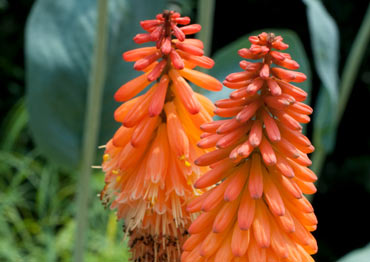 Kniphofia uvaria or Red Hot Poker Torch Lily