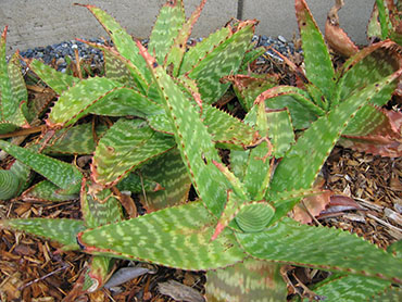 Aloe saponaria or Soap Aloe